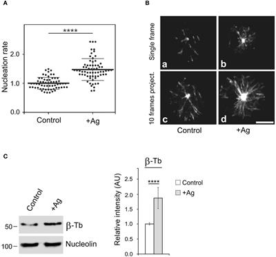 Regulation of microtubule nucleation in mouse bone marrow-derived mast cells by ARF GTPase-activating protein GIT2